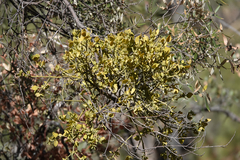 Phoradendron coryae