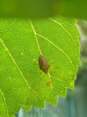 Supputius cincticeps