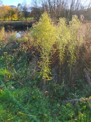 Erigeron canadensis