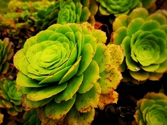Aeonium aureum