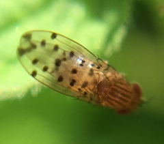 Drosophila guttifera