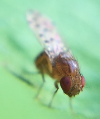 Drosophila guttifera