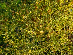 Erigeron canadensis
