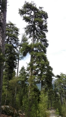 Pinus nigra laricio