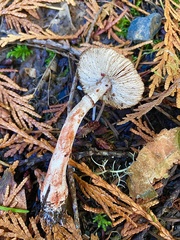 Lepiota flammeotincta