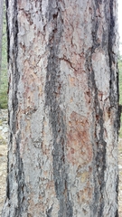 Pinus nigra laricio