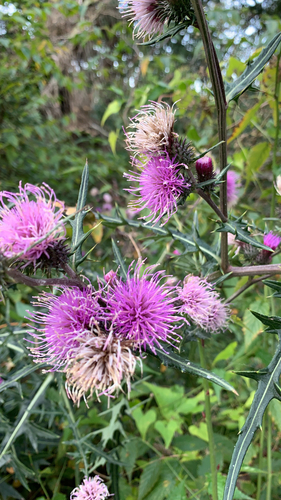 Cirsium nipponicum iNat (1)