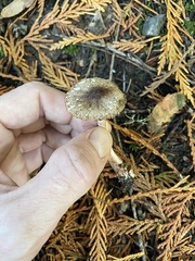 Lepiota flammeotincta