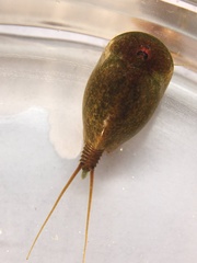 Lepidurus apus