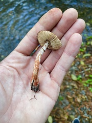 Lepiota flammeotincta