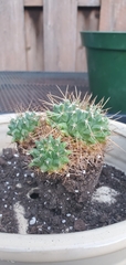 Mammillaria compressa