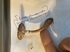 Lepiota flammeotincta