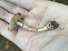 Lepiota flammeotincta