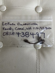 Lepiota flammeotincta