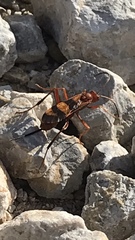 Compsocryptus texensis