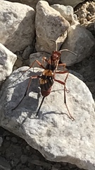 Compsocryptus texensis