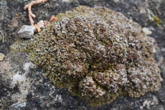 Psora pseudorussellii