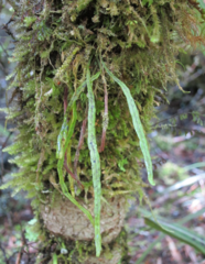 Notogrammitis angustifolia