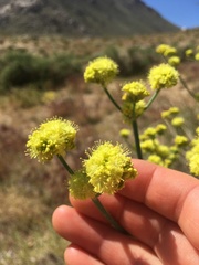 Eriogonum nudum westonii
