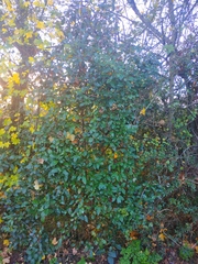 Viburnum tinus