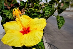 Hibiscus rosa-sinensis