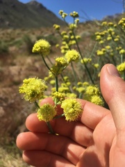 Eriogonum nudum westonii