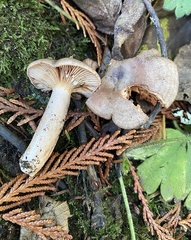Lactarius occidentalis
