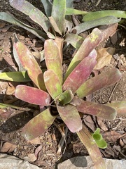 Neoregelia