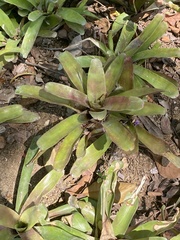 Neoregelia