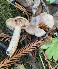Lactarius occidentalis