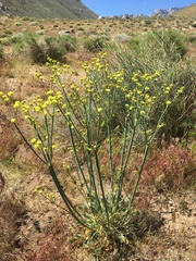 Eriogonum nudum westonii