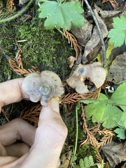 Lactarius occidentalis