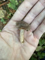 Lactarius occidentalis