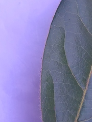Viburnum tinus