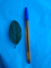 Viburnum tinus