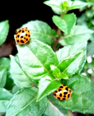 Harmonia axyridis