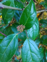 Viburnum tinus