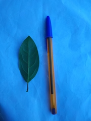 Viburnum tinus