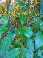 Viburnum tinus
