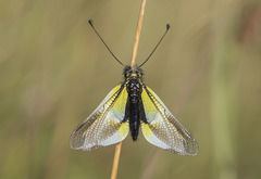 Libelloides baeticus