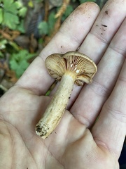 Lactarius occidentalis