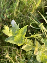 Pisum sativum