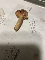 Lactarius occidentalis
