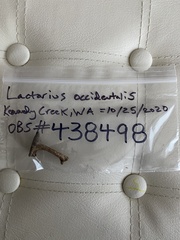 Lactarius occidentalis