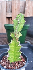 Euphorbia pseudocactus