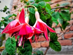 Fuchsia