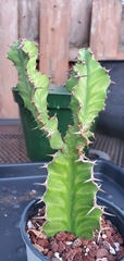 Euphorbia pseudocactus
