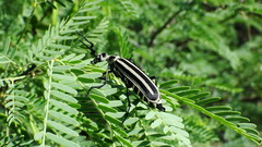 Epicauta atrivittata