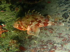 Small Red Scorpionfish photo 5