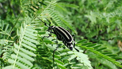 Epicauta atrivittata